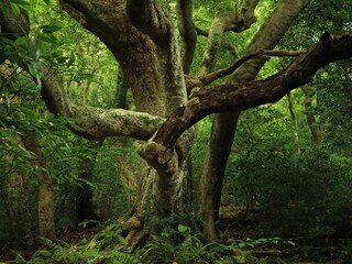 Fototapeta premium Beautiful old tree in the woods with mysterious branches