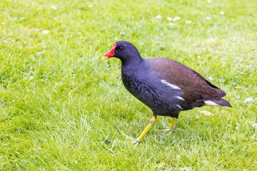 A common moorhen (Gallinula chloropus), also known as the waterhen or swamp chicken, walking through a meadow