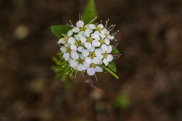 White flowers of a spirea in the forest