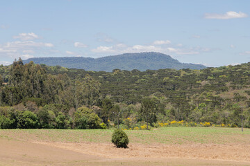 Land intended for plantation with Araucaria forest in the background and mountains of Serra da Esperança, in Rio Azul, Parana, Brazil.
