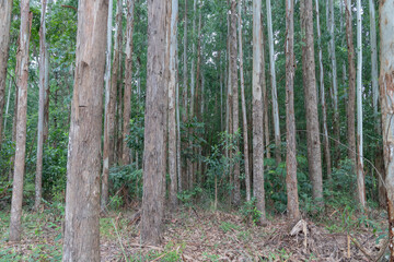 Eucalyptus plantation and management, showing good development, close to harvest, in Rio Azul, Paraná, Brazil.