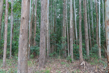 Eucalyptus plantation and management, showing good development, close to harvest, in Rio Azul, Paraná, Brazil.