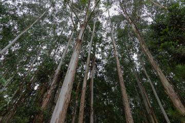 Eucalyptus plantation and management, showing good development, close to harvest, in Rio Azul, Paraná, Brazil.