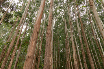 Eucalyptus plantation and management, showing good development, close to harvest, in Rio Azul, Paraná, Brazil.