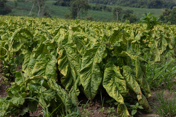 Tobacco plantation, intended for the production of cigarettes, an important source of income for small rural producers in Rio Azul, Parana, Brazil.