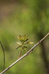 Young leaves on a tree branch in the spring