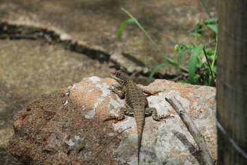 Lizard perching on rock
