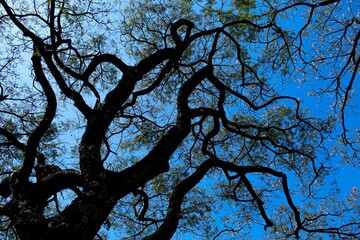 Low angle shot of a tree covered in green leaves under the sunlight and a blue sky
