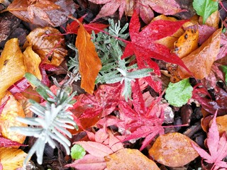 Scenic autumn landscape featuring an array of vibrant fall foliage on a forest floor