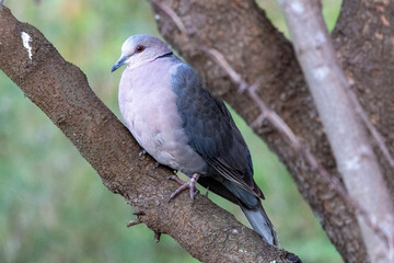 Red-eyed Dove (Grootringduif) in Rietvlei Nature Reserve