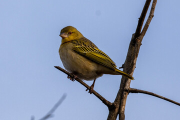 Female Southern Masked Weaver (Swartkeelgeelvink) in Rietvlei Nature Reserve