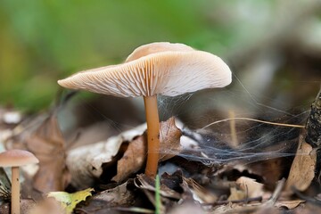 Closeup of a Russet Toughshank mushroom (Gymnopus dryophilus)