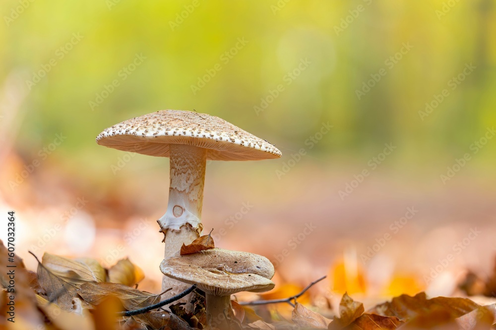 Canvas Prints closeup of an edible blusher mushroom (amanita rubescens)