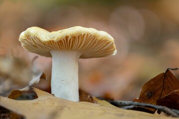 Closeup of a russula genus mushroom - obrazy, fototapety, plakaty