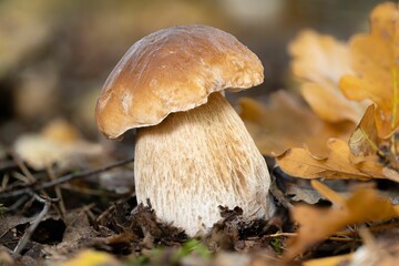 Closeup of an edible porcini mushroom (boletus edulis)