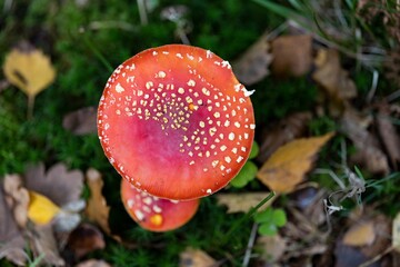 Topview of a fly agaric mushroom (Amanita muscaria)