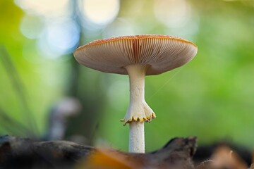 Fully grown fly agaric mushroom (Amanita muscaria)