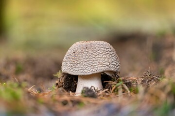 Closeup of an edible blusher mushroom (Amanita rubescens)