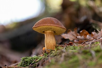 Closeup of a bay bolete mushroom (Imleria badia)