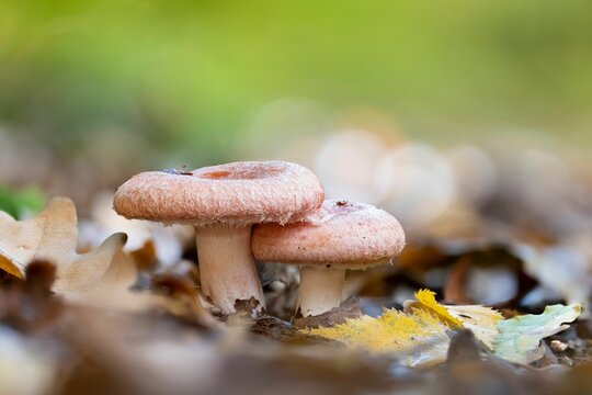 Closeup of two wolly milkcap mushrooms (Lactarius torminosus)