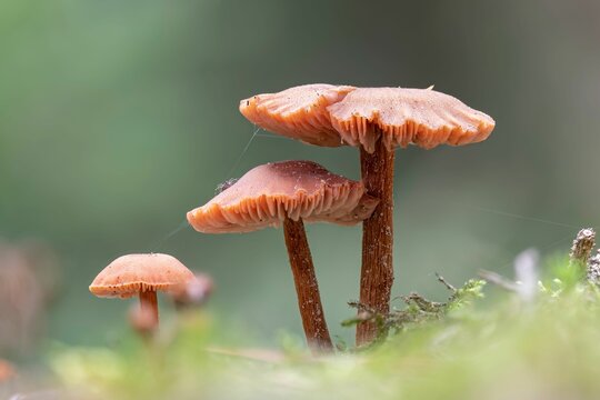 Closeup of some waxy laccaria mushrooms (Laccaria laccata)