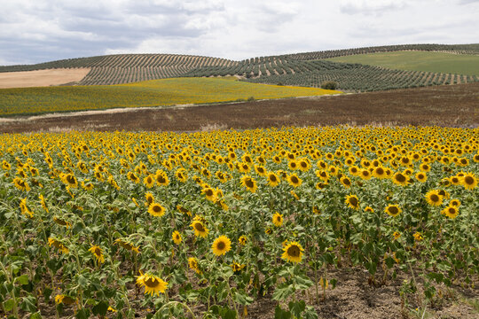 Campos de girasol, olivo y barbecho en C&oacute;rdoba en el mes de mayo