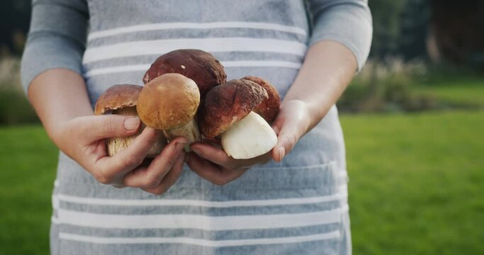 A woman's hands are holding several large porcini mushrooms - a delicious ingredient in many dishes
