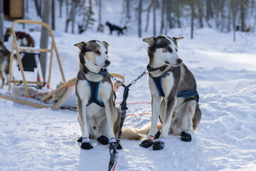 Fototapeta na wymiar Portrait of two sled dogs in the snow in Lapland, Finland