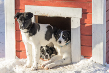 Three sunlit puppies in a red and white wooden doghouse in the snow 