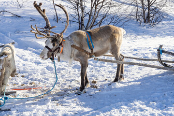 Close-up of a reindeer with large antlers attached to a sled in the snow in Lapland, Finland