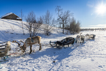 Multiple reindeer attached to sleds in the snow on a sunny day in Lapland, Finland © Simon van Hemert