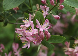 pink,small flowers of  Lonicera tatarica bush at spring
