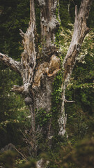 Old and dead tree with vegetation surrounding it