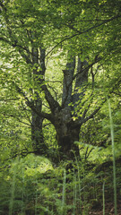 Green and enormous tree in the depths of a forest