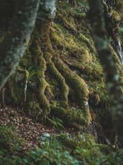 Tree's roots covered by moss in the depths of a forest