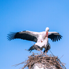Storch in der Paarung - Störche in der Paarungszeit