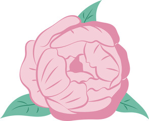 Pink Peony Flower Isolated Illustration