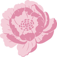 Pink Peony Flower Isolated Illustration