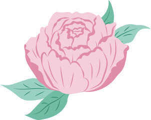Pink Peony Flower Isolated Illustration