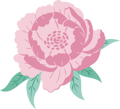 pink peony flower with green leaves clip art preview