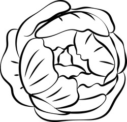 Peony Flower Outline Illustration