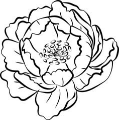 Peony Flower Outline Illustration