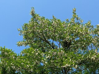 Des acacias en fleurs. Acacias fleuris au printemps. La floraison des acacias. Acacias en fleurs. Arbre printanier