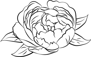 Peony Flower Outline Illustration