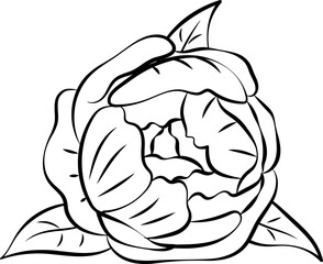 Peony Flower Outline Illustration