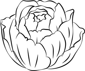 Peony Flower Outline Illustration