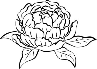 Peony Flower Outline Illustration