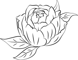 Peony Flower Outline Illustration