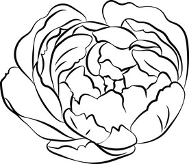 Peony Flower Outline Illustration