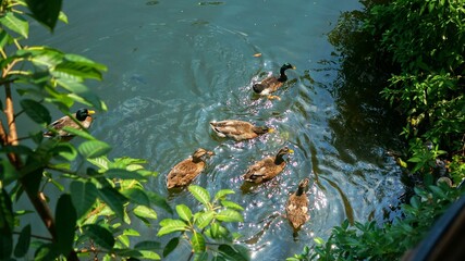 Top view of a group of ducks swimming in the water on a sunny day - Powered by Adobe